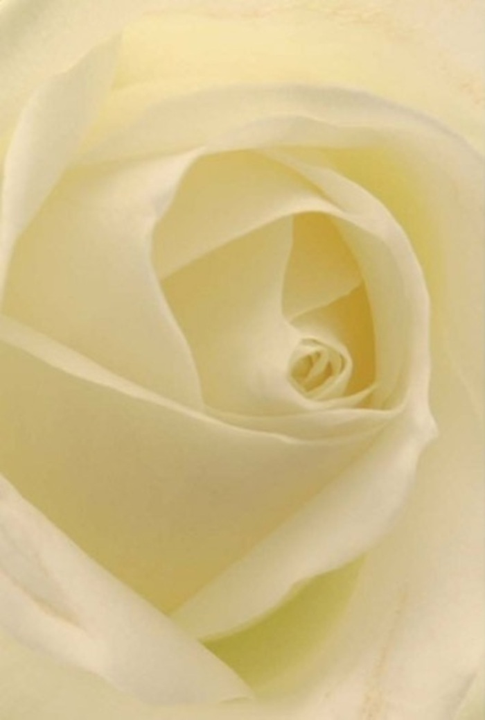 Viewed at intimate range, this pristine white rose from De Beauvoir Town reveals a world of layered elegance, each petal a testament to both nature's design and the skill of local florists. Creamy white and subtle ivory blend seamlessly, illuminated by soft, indirect light reminiscent of an overcast morning near De Beauvoir Square. The gently spiraled core glows quietly, symbolizing purity and heartfelt intention-whether for a romantic apology, a wedding at St Peter's Church, or to silently convey sympathy when words might falter. The matte surface of the petals, edged with a whisper of translucency, feels like silk destined for thoughtful fingers. Shadows flow gently along each fold, deepening the bloom's innate sophistication and hinting at its resilience. With every nuance in colour and composition, the rose seems to invite peace and contemplation-the kind that lingers after a riverside walk in Hackney. The subtle fragrance is suggested in the air, clean and fresh as the first blush of spring, making it a perfect centrepiece or a meaningful bouquet, all meticulously arranged by De Beauvoir Town Flowers to honour every emotion called forth by the local community.